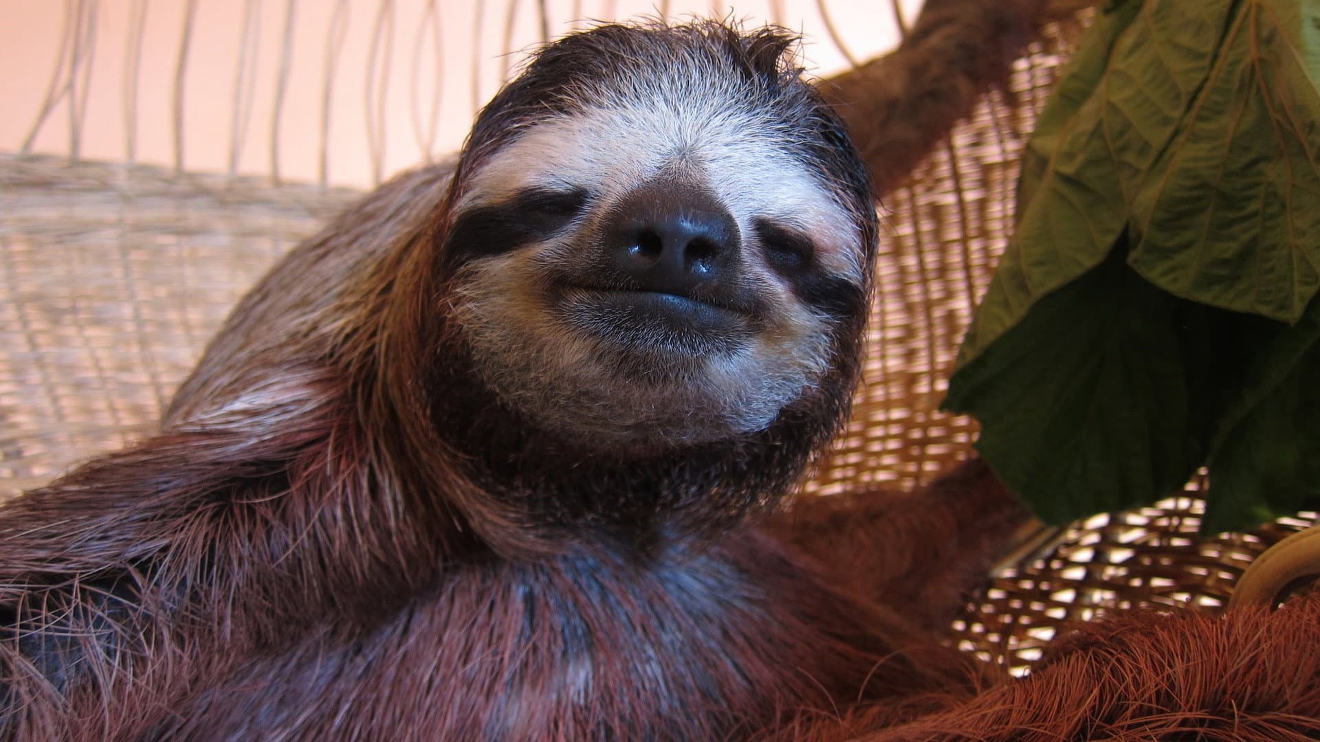 Meet the Sloths backdrop