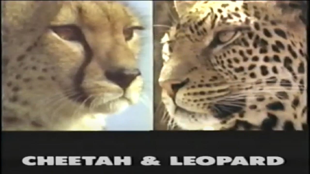 Predators of the Wild: Cheetah and Leopard backdrop