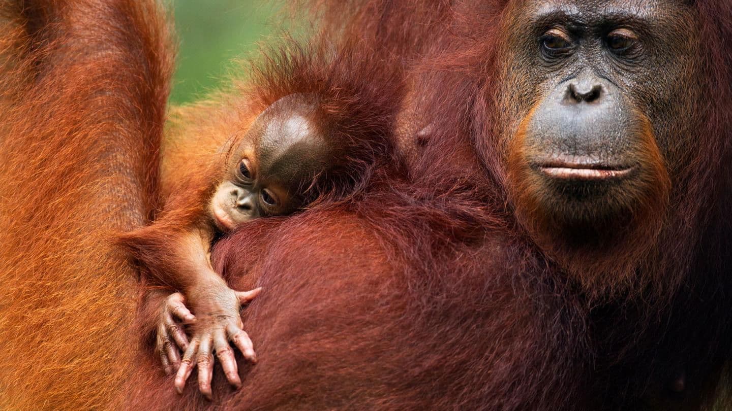 Orang Utans - Keepers of the Jungle backdrop